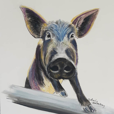 (CreativeWork) Oink  by Catherin McMillan. Mixed Media. Shop online at Bluethumb.