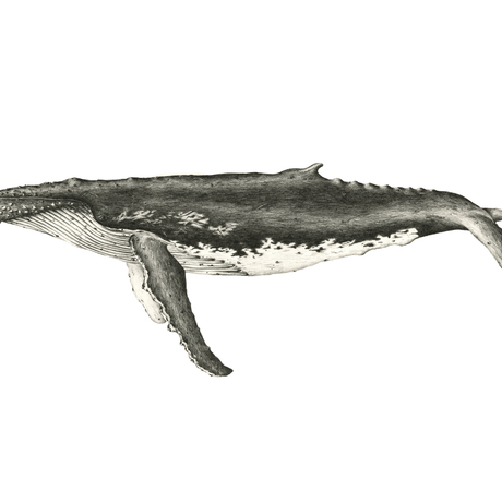 Southern Humpback Whale- Fine Art Reproduction print 1 of 20