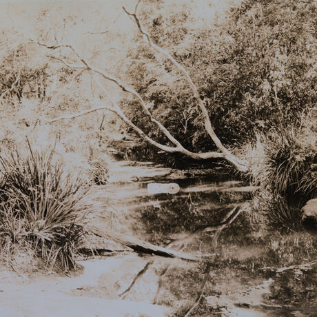 Creek running through native gums trees and australian fauna in afternoon light