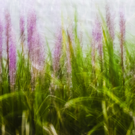 Nature's Curtains in a Breeze.
Single-shot in-camera taken on a balmy afternoon, along the Brisbane River from the body of work - ‘Ordinary Interesting -  Landscape Whispers’. A single shot in-camera by photographic artist Ann Parrott with a Limited Edition of 21. 