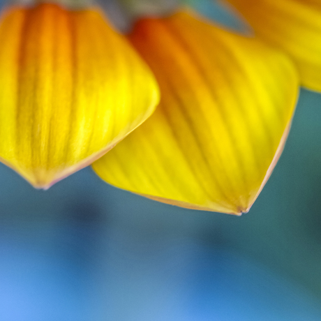 Yellow Peep. Warmth and delight to greet every day. From the body of work - ‘Botanical Artistry’ by Australian photographer Ann Parrott; Limited Edition of 21. 