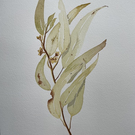 Green and beige eucalypt leaf on blank background