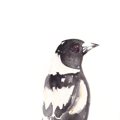 Black and white watercolour painting of an Australian Magpie. Small painting, currently unframed.