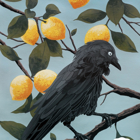 A single Australian Raven resting on the branch of a lemon tree. Lemon fruits and leaves hang all around it against a clear blue sky.