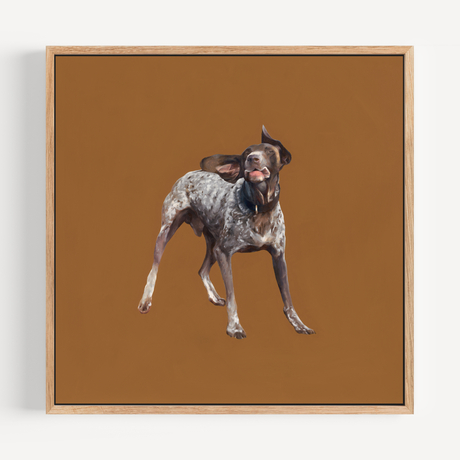 German short haired pointer on an ochre-coloured background