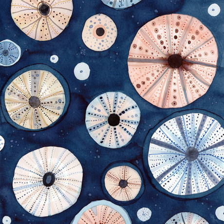 Sea urchins in blush and blue limited edition print