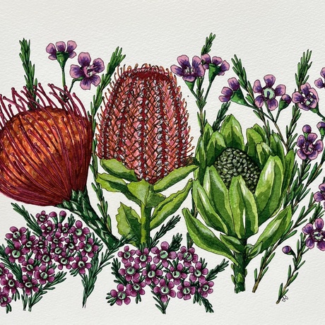 Australian flowers Waratahs and Banksia on paper