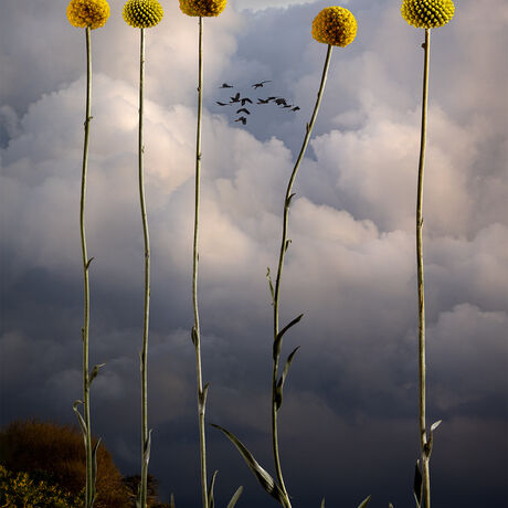 Botanical landscape photography of native Australian flowers