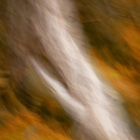 A mesmerising ICM-style photograph that breathes life into the spirit of fall. The vibrant foliage of a majestic tree takes centre stage, its leaves ablaze with the warm tones of autumn. The intentional blurring of the image adds a dreamlike quality, as if nature itself is in a state of gentle, contemplative motion.  'Autumnal Reverie' captures the essence of the season, where the crisp air carries the whispers of transformation, and every rustling leaf seems to narrate a story of change. Let the radiant colours and artistic abstraction of this image transport you to a realm where the beauty of autumn unfolds in a symphony of motion and colour. Available as a Limited Edition of 10 prints.  From the body of work - ‘Generating O ICM’ by visual artist Ann Parrott. 