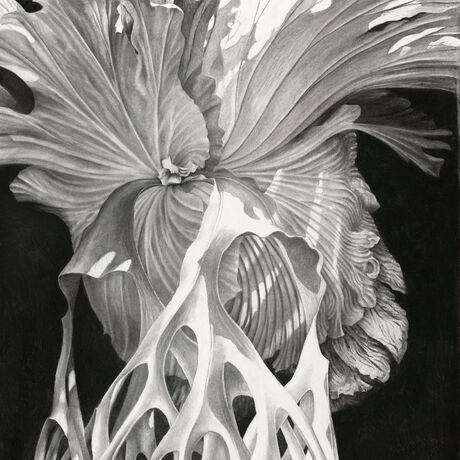 Charcoal drawing of a staghorn fern.