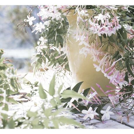 A vintage yellow ceramic jug is mostly in the right-hand half of the frame. It is side on with the lip facing inwards. It is outside but on a floor of old broken bathroom tiles. The background is out of focus but indicates a body of water and bush beyond. The jug is overflowing with jasmine. It spills out and falls all around. There is a lot of jasmine foliage with new bright buds in the middle and foreground of the left side of frame. The colours of the image are desaturated, except for the pinks of the jasmine stamen and the yellow jug.