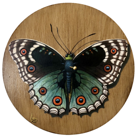 butterfly taxidermy