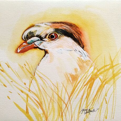 Head and shoulders portrait of a native pigeon in white, black and red, with a yellow surround.