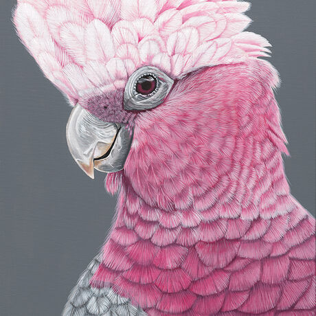 Rosie - Galah Giclee Canvas Print by Anne-Marie Bloor