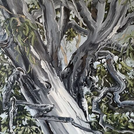 Small painting of a ghost gum tree.