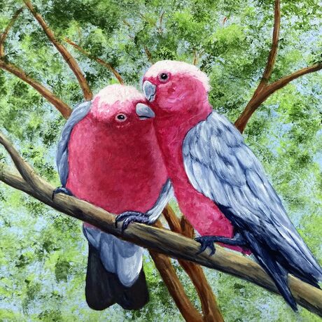 Two pink and grey galahs sitting on a branch in a loving and romantic stance. The background is various shades of green representing the leaves in the trees behind them and blue light of the sky filters through the leaves.