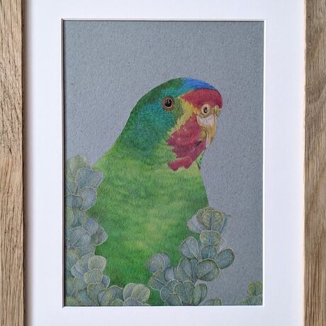 A portrait of a swift parrot. Swift parrots are mostly green with some red, blue, yellow and purple colour patterns.  The swift parrot sits  behind eucalypt leaves.  Drawn with coloured pencils on coloured paper.  Framed with a white mat board and wooden frame.