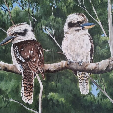 Two beautiful Australian kookaburras in the bush