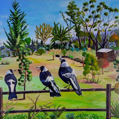 with a backdrop of the beautiful Blue Mountains National Park and a lovely garden with lots of shrubs and gum trees  and a shed, has two Australian Magpies sitting on a fence with another one just about to land with two of them singing their song