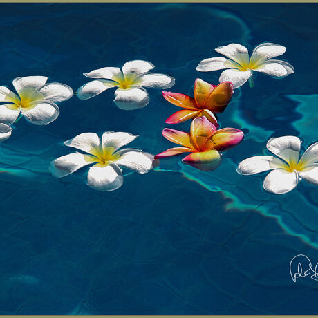 Early morning pool surprise. Flowers floating in my pool. Carefully redirected some of the flowers and two bonus colored frangipanis among them with nature's harmony.  Stretched Canvas with floating frame. 