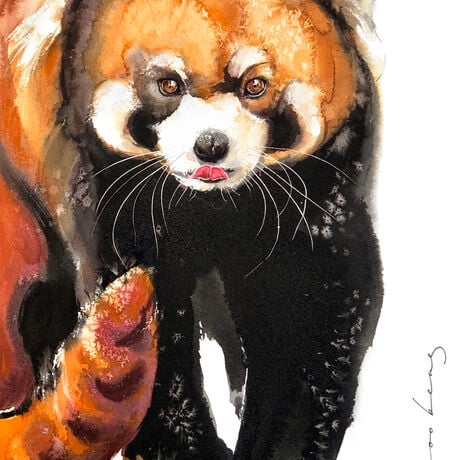 Red panda strides confidently toward the viewer, its tongue playfully sticking out in a cheeky display of personality. 