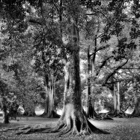 A stand of Oak Trees at the Adelaide Botanic Gardens.