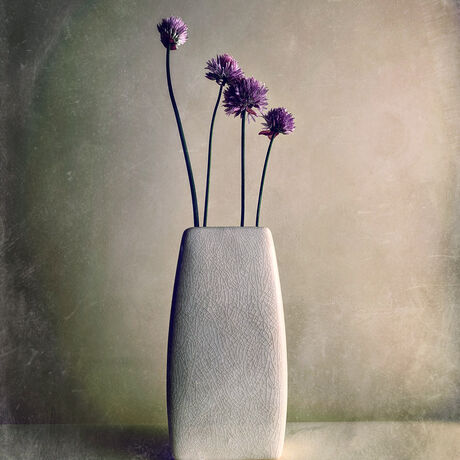 Four Chive flower stems in a crackled white vase.  Minimal.