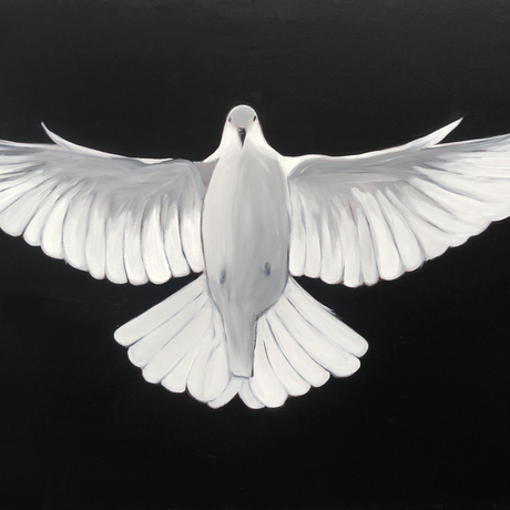 Large white dove on a black background