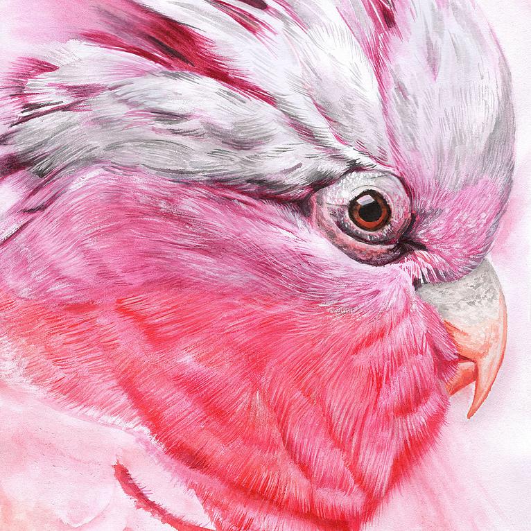 Watercolor portrait of a store pink cockatoo, galah cockatoo painting in watercolor, watercolor painting of a pink cockatoo on aqua board