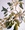 Gum Leaves and branches in glass vase