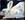 (CreativeWork) a white rabbit by Ian Fraser. Oil. Shop online at Bluethumb.