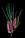 Hakea flowers on a black background 