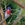 Red Robin bird sitting on Bottle Brush branch