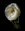 a photo of a white ranunculus flower on a black background