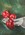 Vibrant red apples sitting on a bench with a tea-towel draped around them. The background is of contrasting green tones.