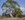 A twisted gum tree against a blue sky.