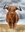 An oil painting of a brown highland cow standing beneath a stormy sky, surrounding by golden fields of grass.