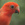 A beautiful bright red bird with a black eye