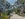 Blue sky, gum trees, green grass