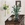 Bromeliad in a large jar of water sitting on a timber cabinet.  A lime devils ivy hangs from the wall to the left of the composition.   There is a white mug to the left of the jar and a picture in the background.  