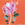 A pink protea reaches up with movement and rigour, surrounded by a bright orange background.