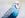 Portrait of a blue budgie.