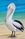 Beautiful pelican on the beach