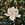 Large Cream Magnolia flower amongst tree leaves and sky