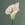 Acrylic on Canvas painting of calla lily on dark grey and green  background