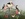 Australian birds upon a Hills Hoist clothes line. 