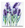 Lavender by Lara Scolari a dynamic image of purples and greens celebrating  this scented  flower.