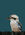 Australian Kookaburra