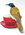 a blue faced honey eater sits perched on the rim of a  red coffee cup