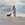 Girl walking puppy on beach